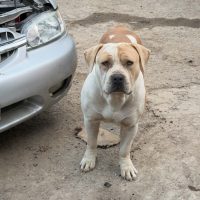 Dog Featured Image