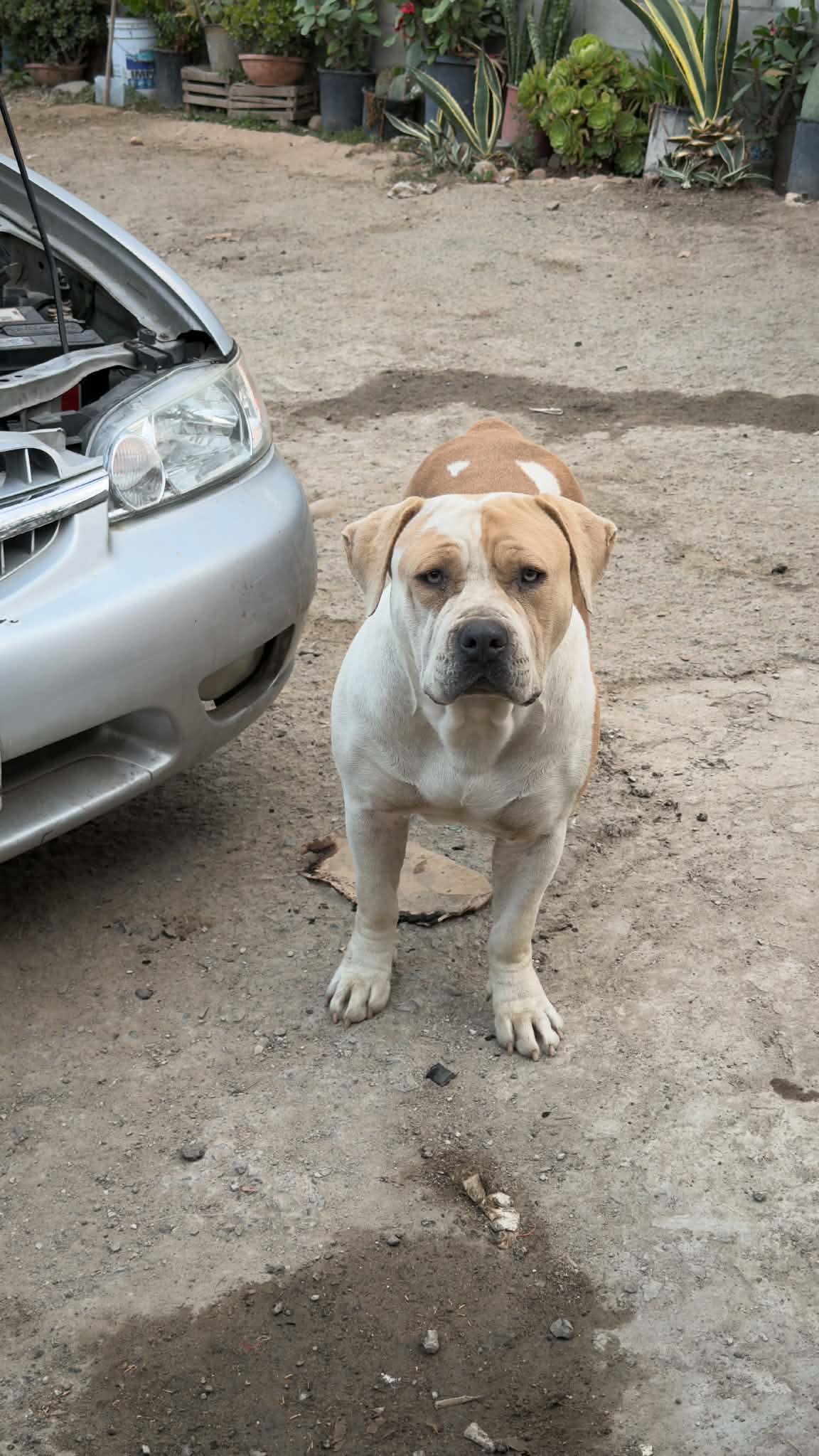 Dog Featured Image