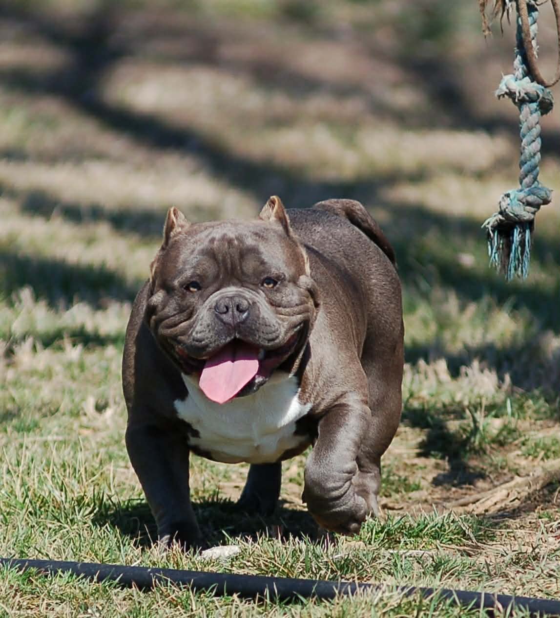 Dog Featured Image