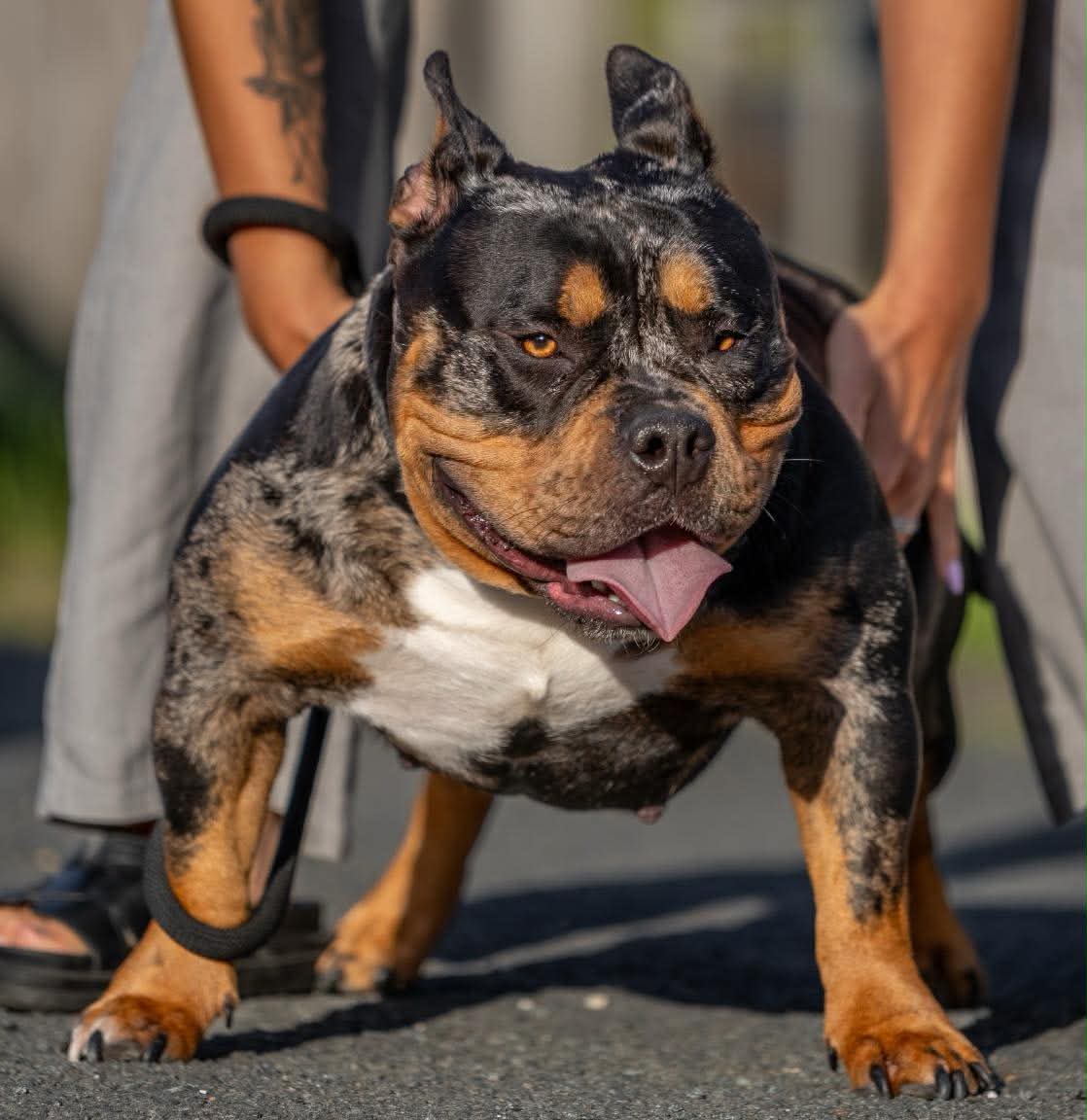 Dog Featured Image