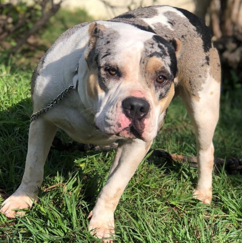 Dog Featured Image