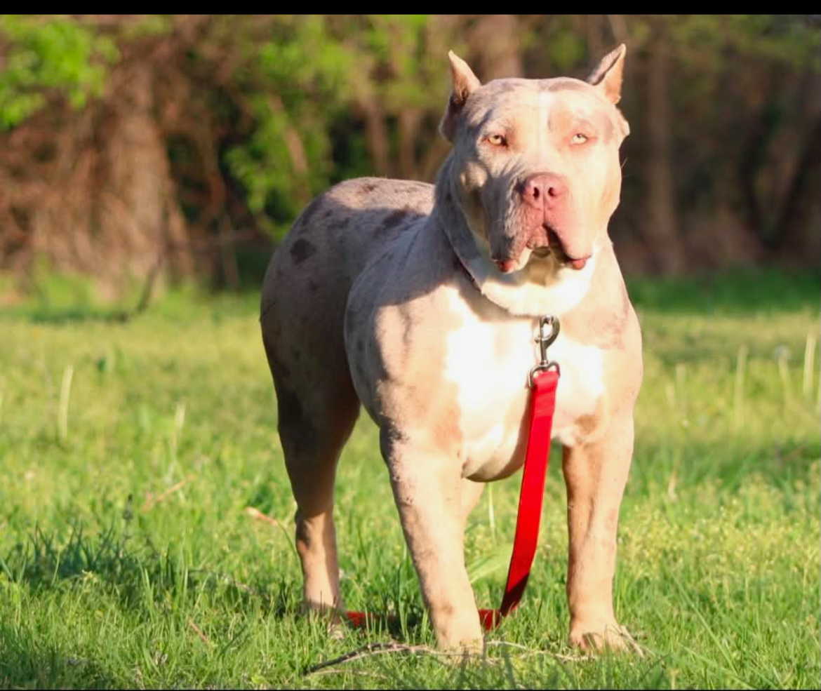 Dog Featured Image