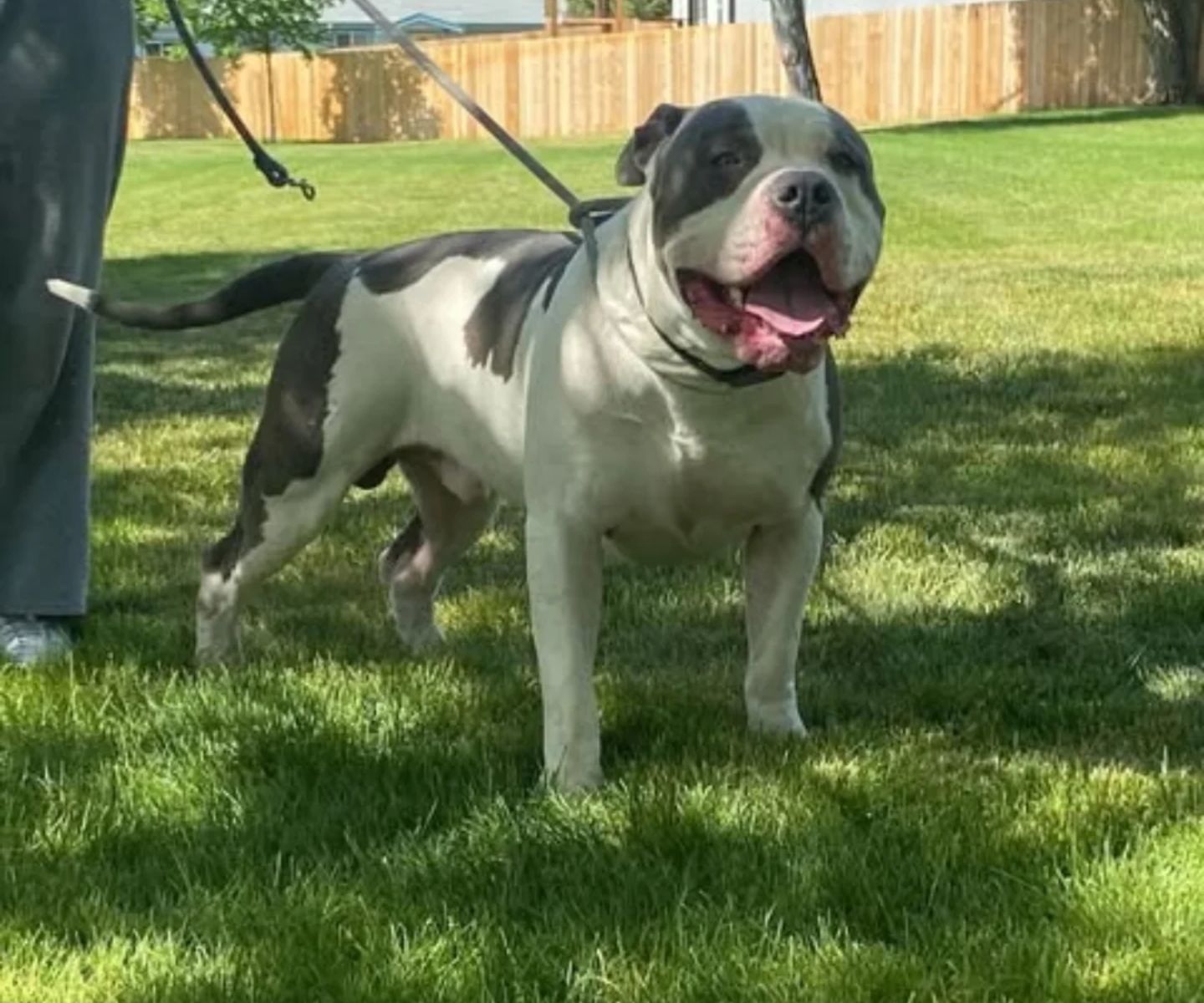 Dog Featured Image