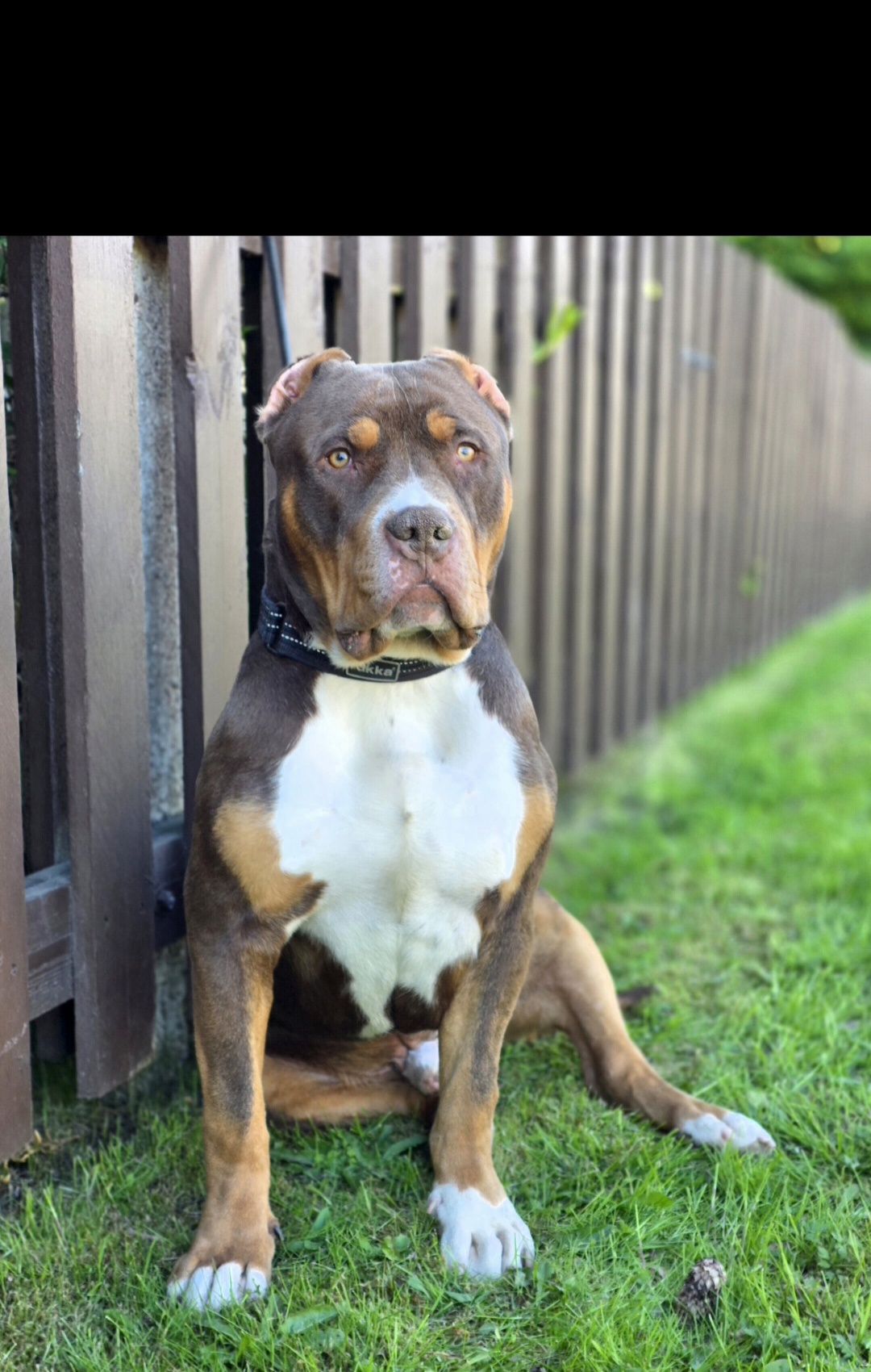 Dog Featured Image