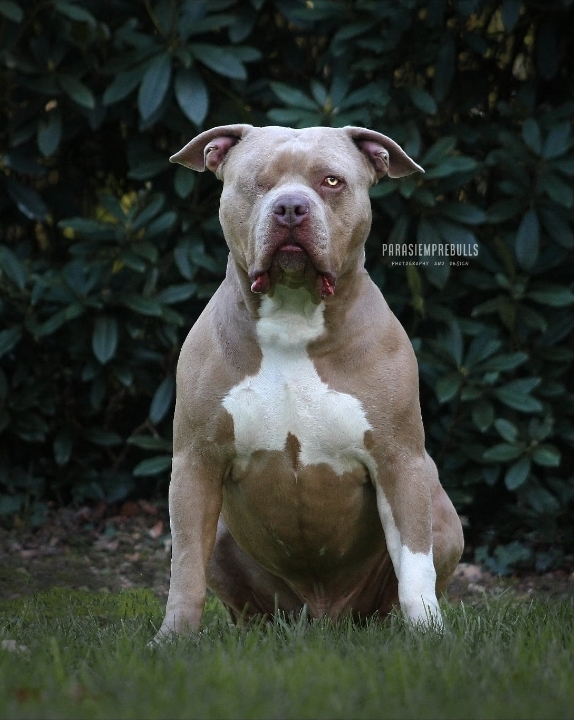Dog Featured Image