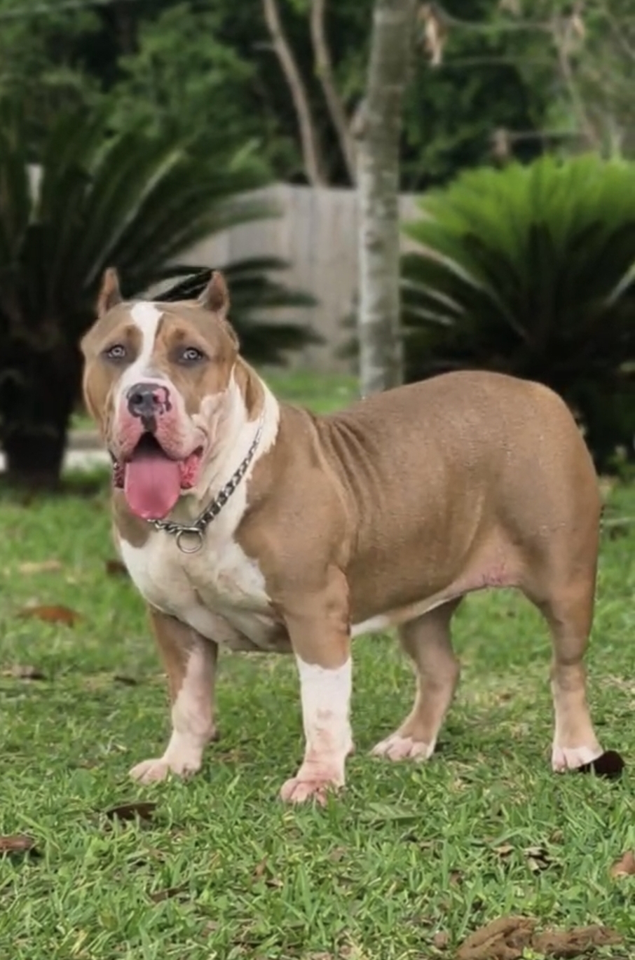 Dog Featured Image