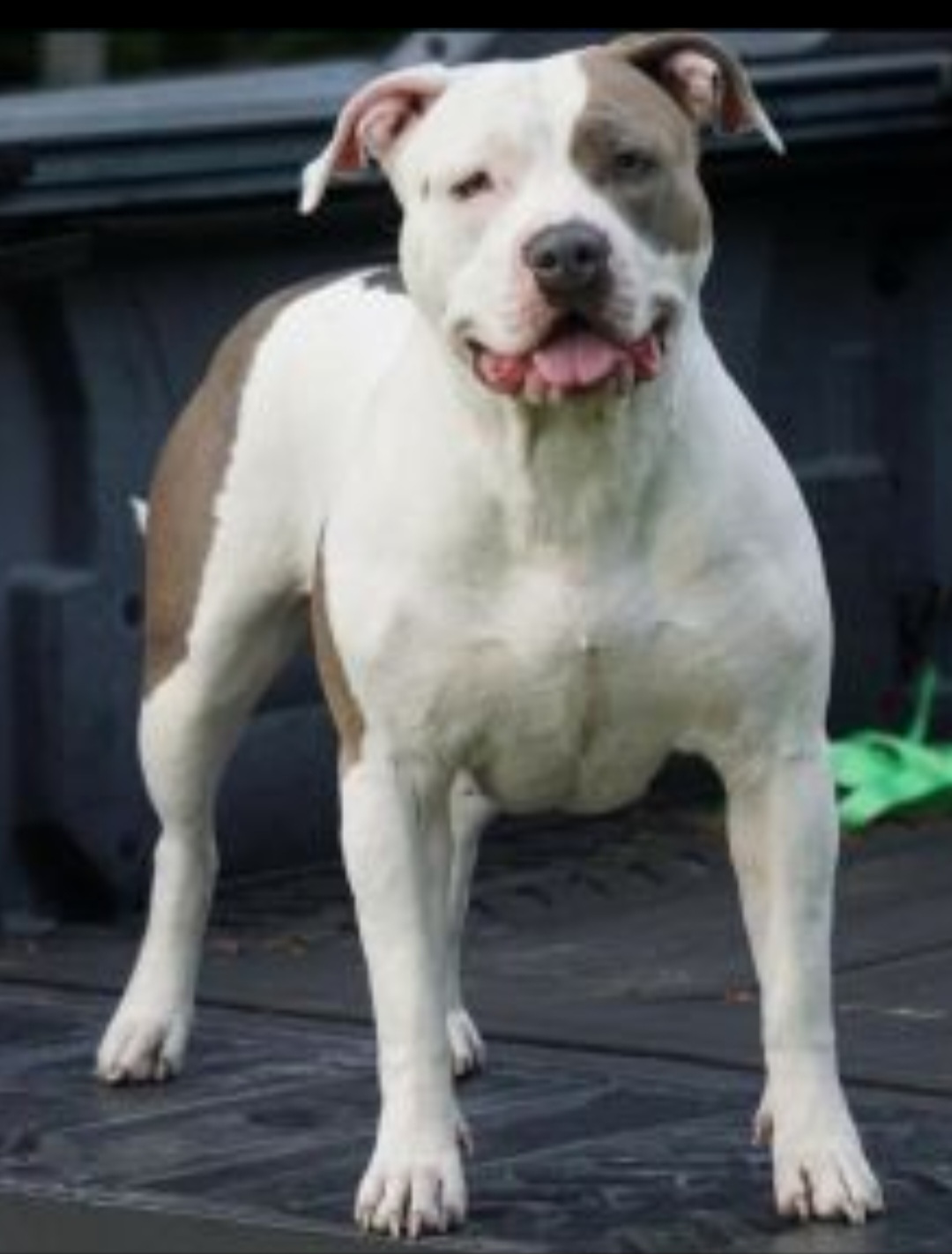 Dog Featured Image