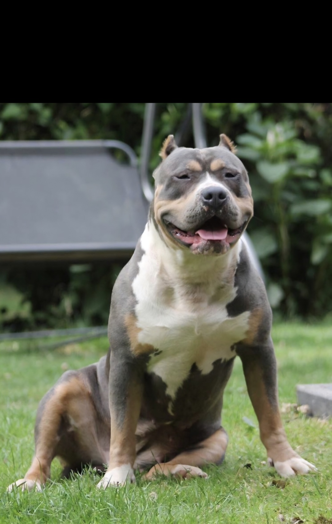 Dog Featured Image