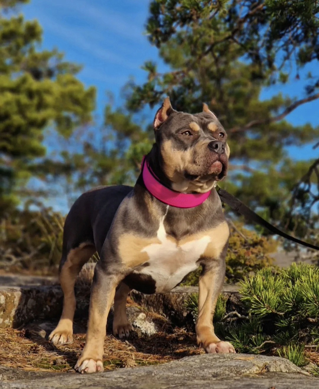 Dog Featured Image