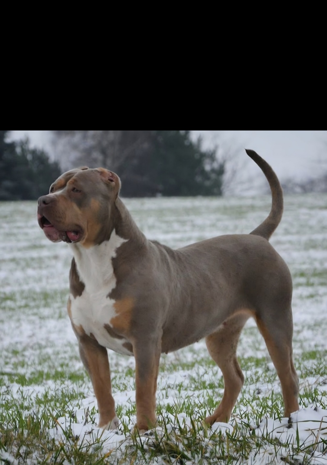 Dog Featured Image