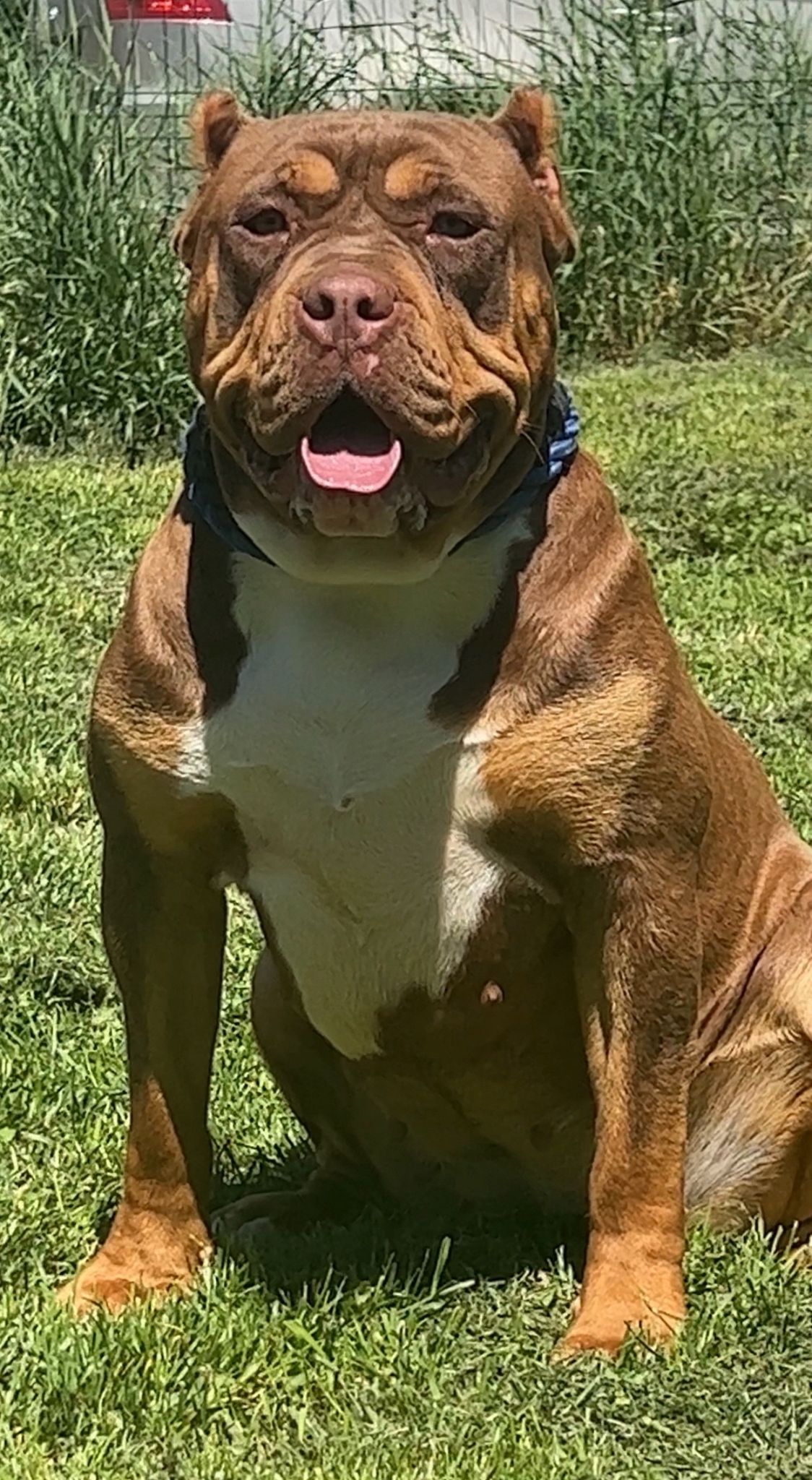 Dog Featured Image