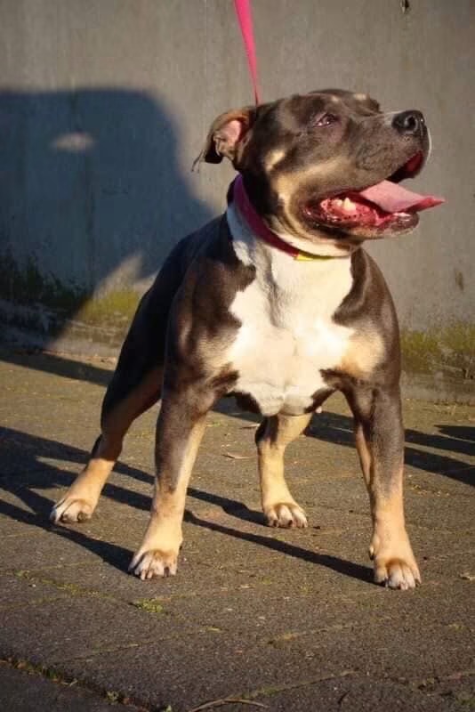 Dog Featured Image