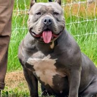 Dog Featured Image