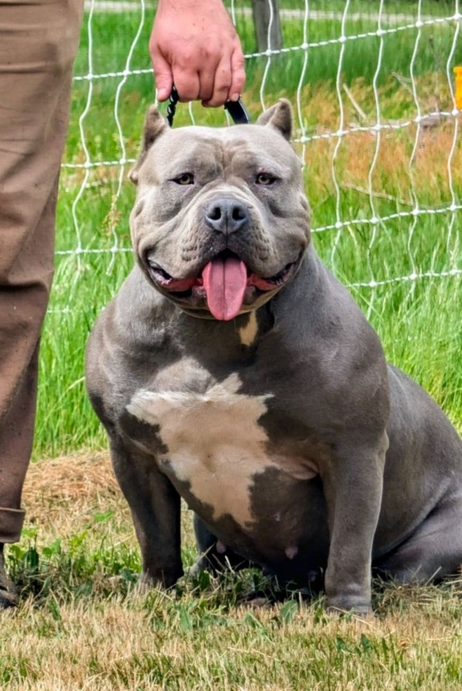 Dog Featured Image