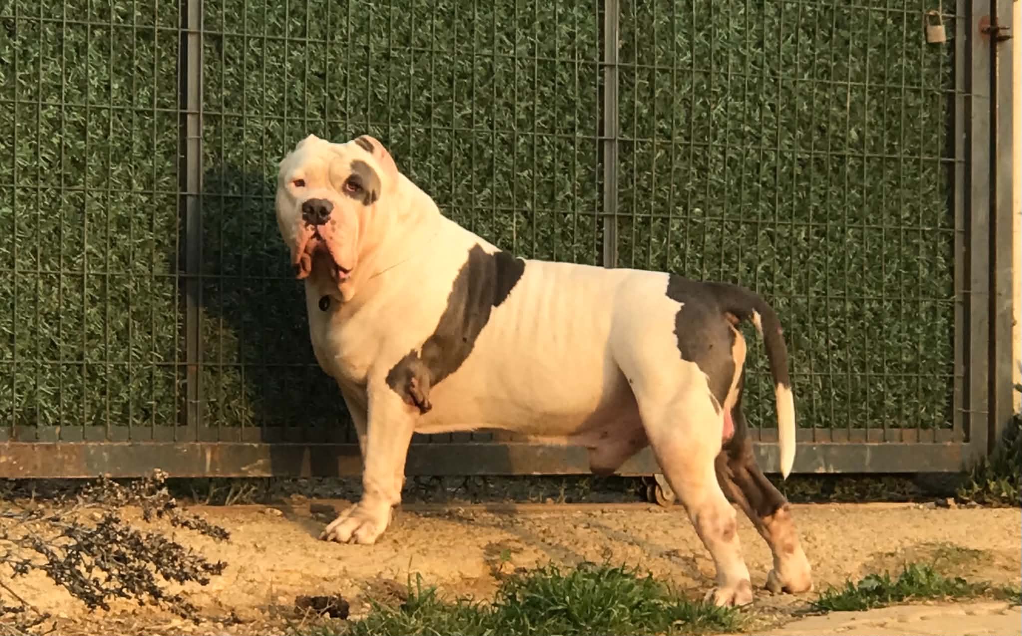 Dog Featured Image