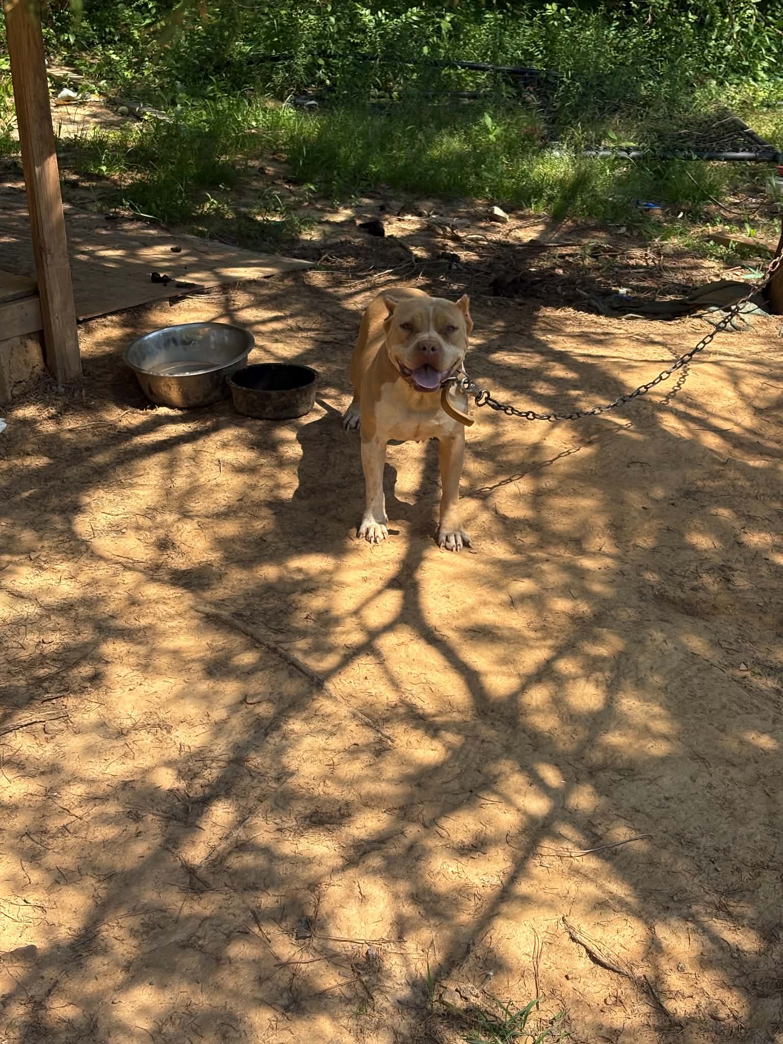 Dog Featured Image
