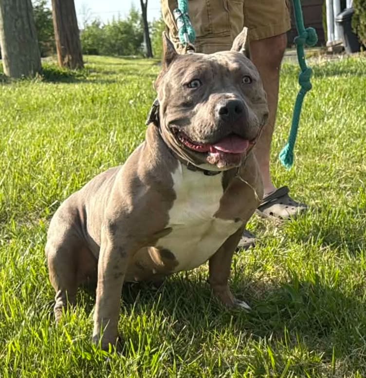Dog Featured Image