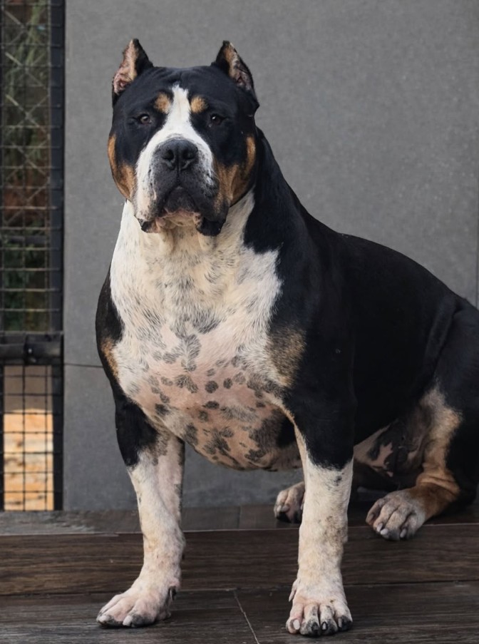 Dog Featured Image