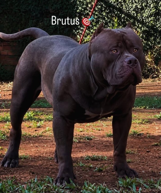 Dog Featured Image