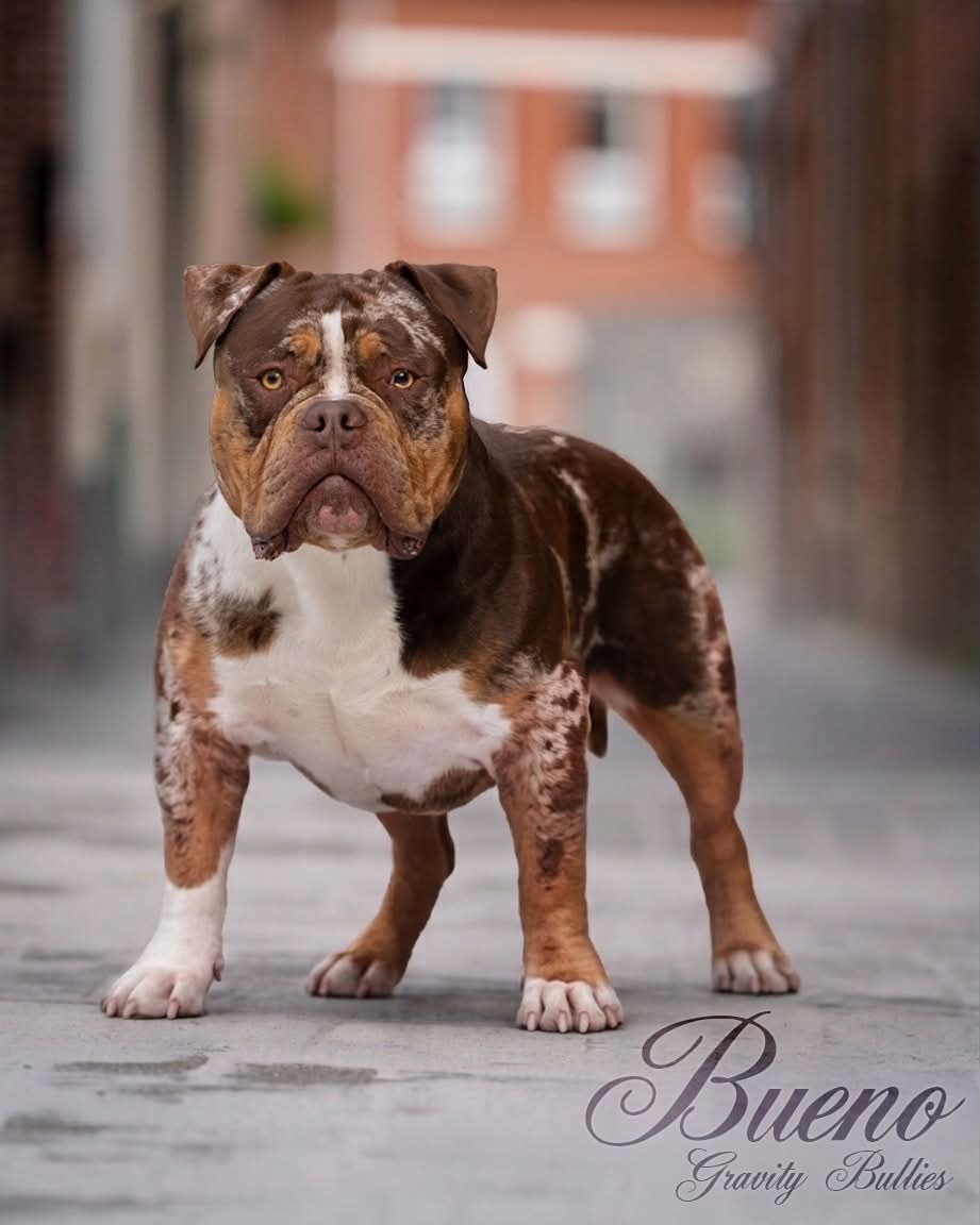 Dog Featured Image