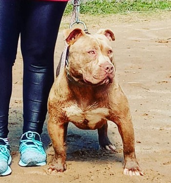 Dog Featured Image
