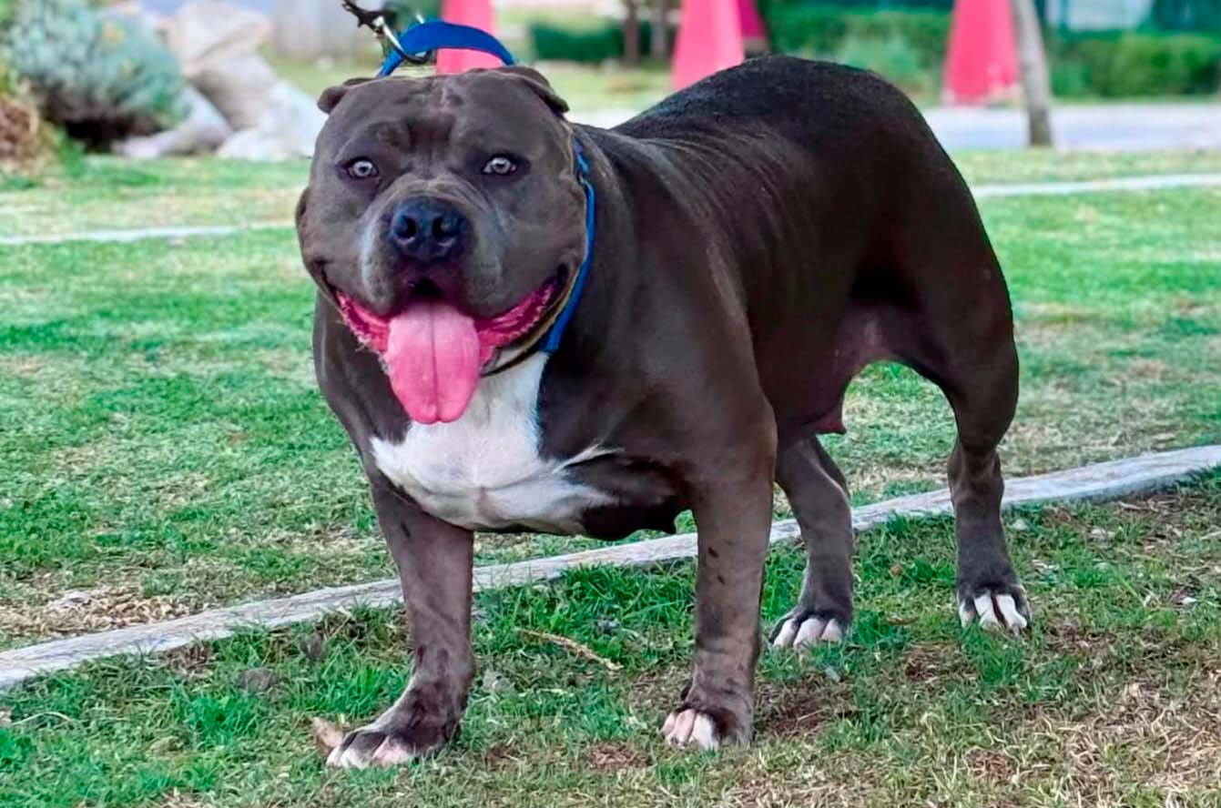 Dog Featured Image