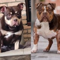 legendbullyz antwerp poppy X Gravity Bullies Bueno