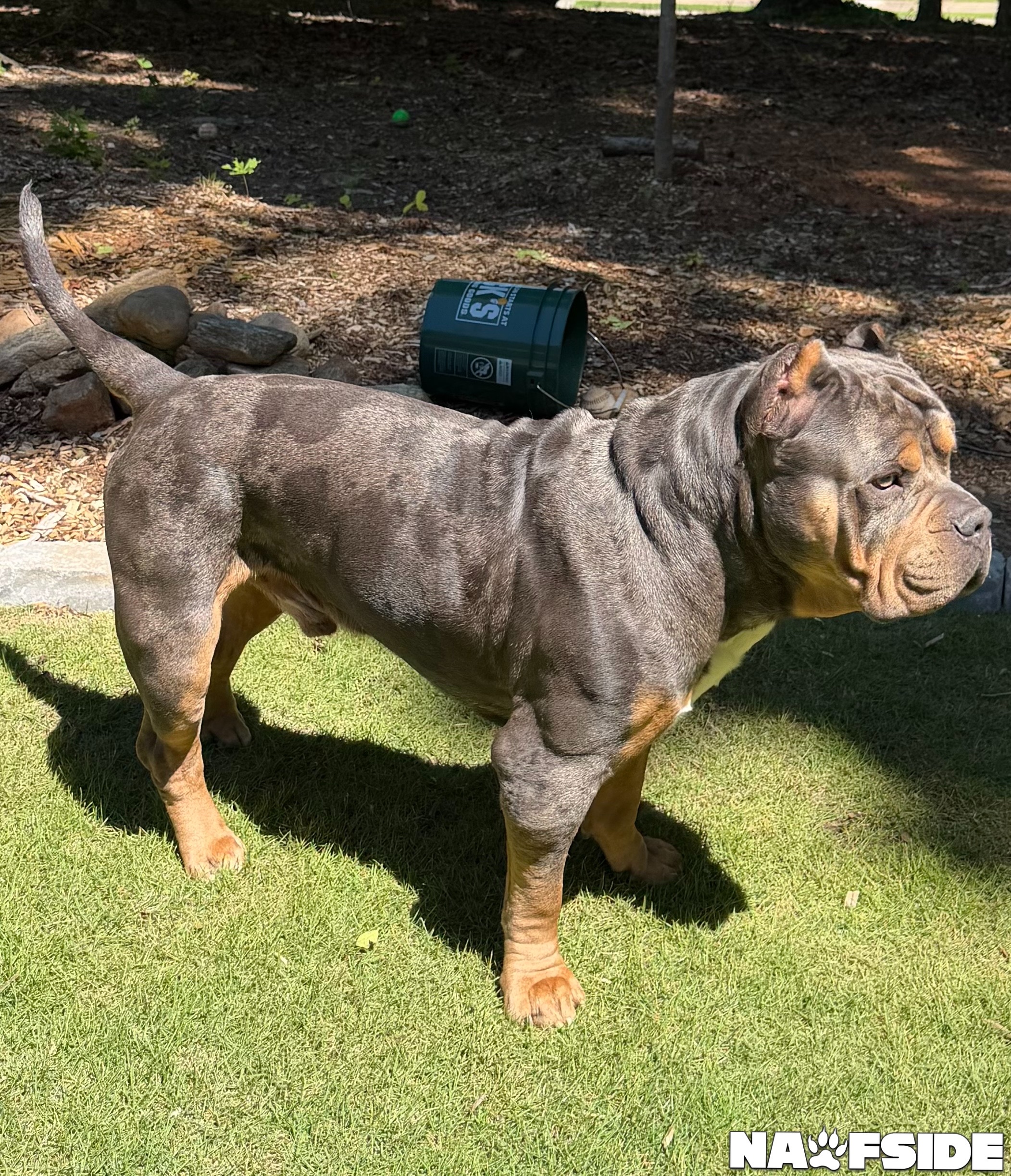 Dog Featured Image