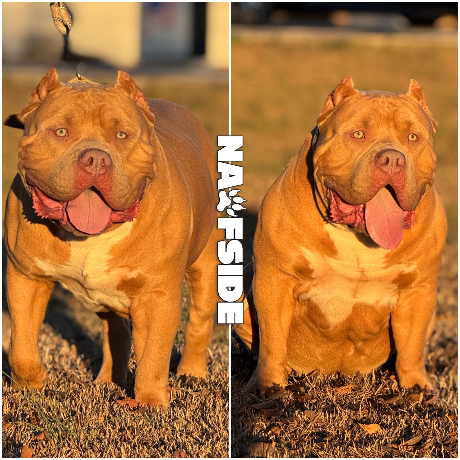 Dog Featured Image