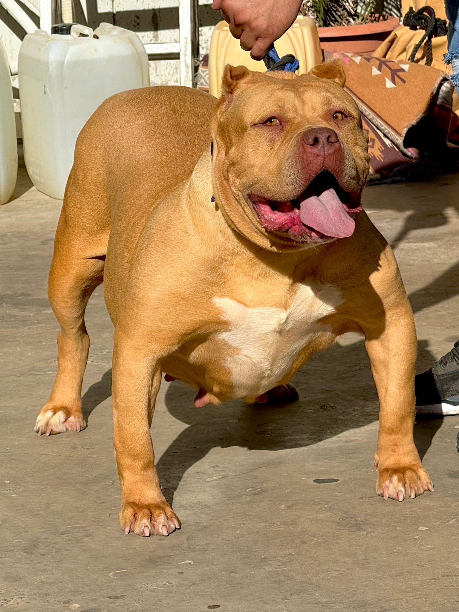 Dog Featured Image