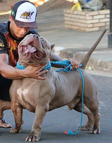 Dog Featured Image