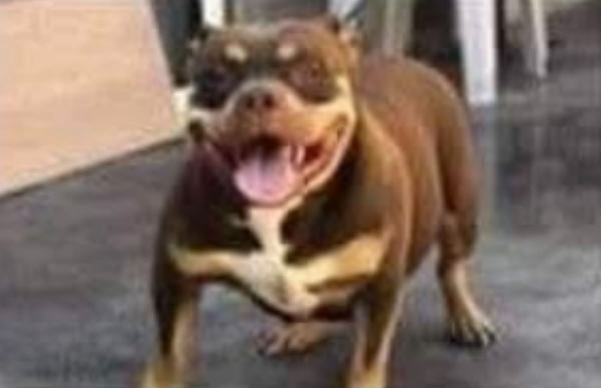 Dog Featured Image