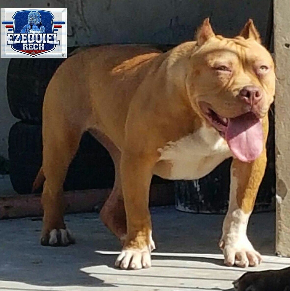 Dog Featured Image