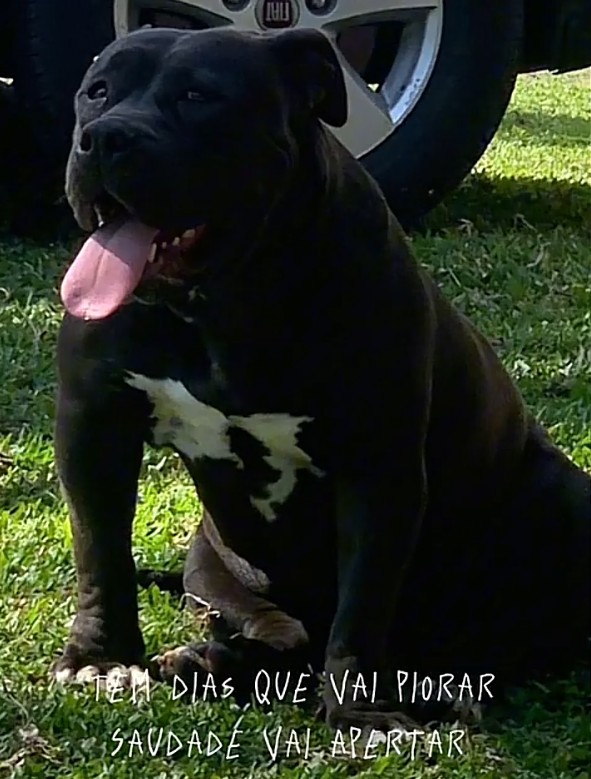 Dog Featured Image
