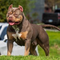 Cerberus’ Katara of Lifetime Bully Kennels