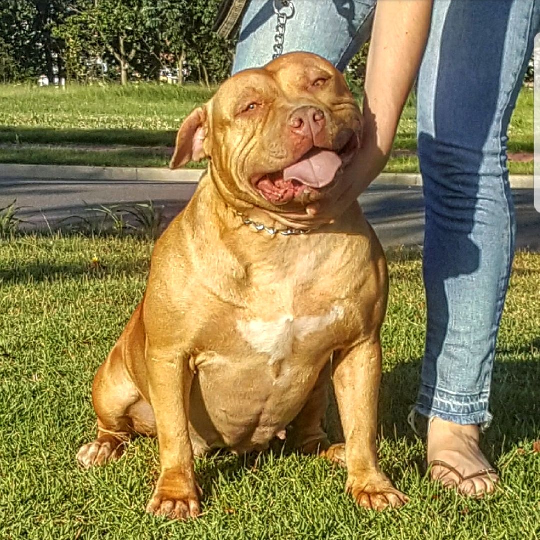 Dog Featured Image
