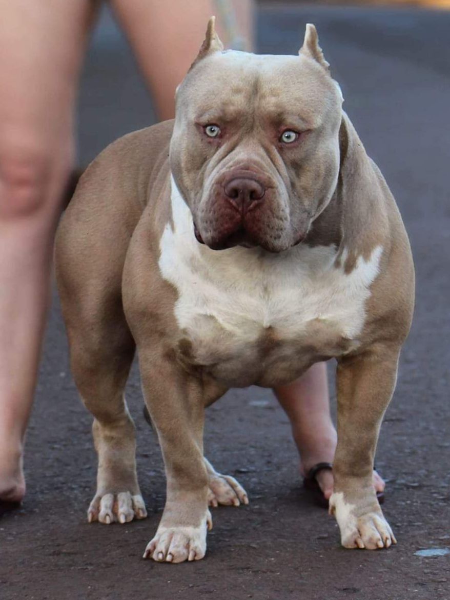 Dog Featured Image