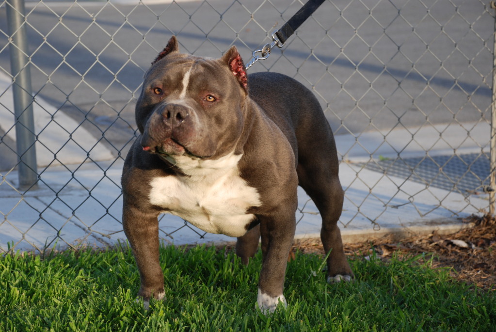 Dog Featured Image
