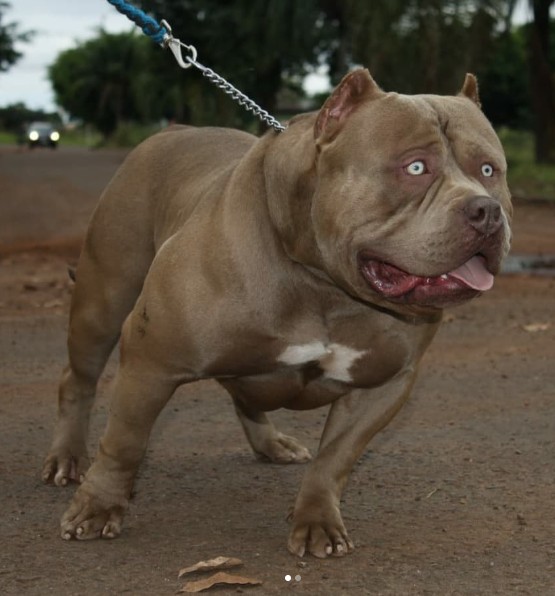 Dog Featured Image