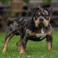Gravity Bullies Oreo