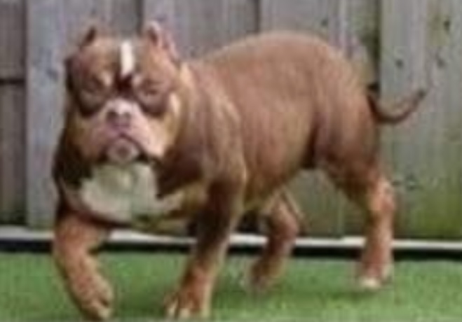 Dog Featured Image