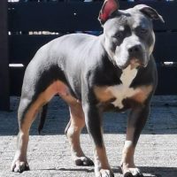 legendbullyz Antwerp Panda