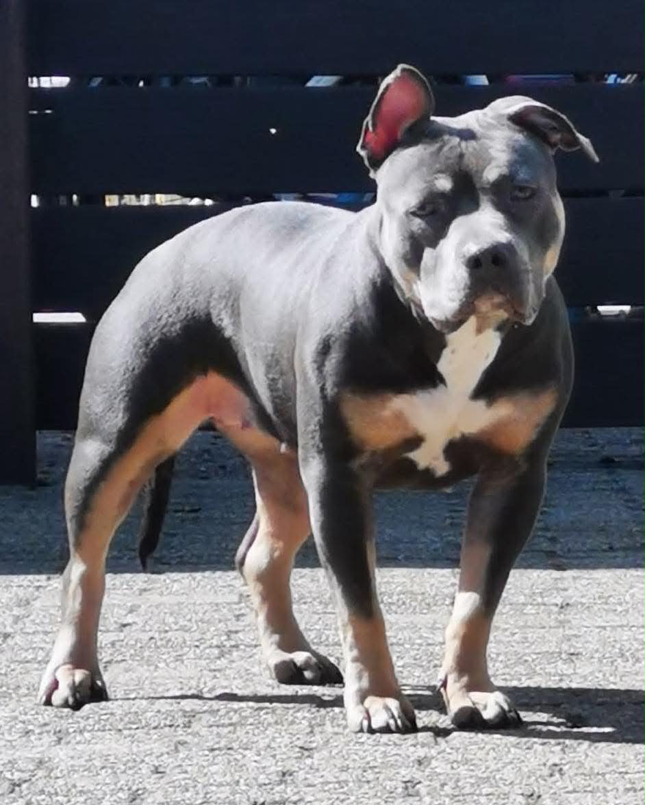 Dog Featured Image