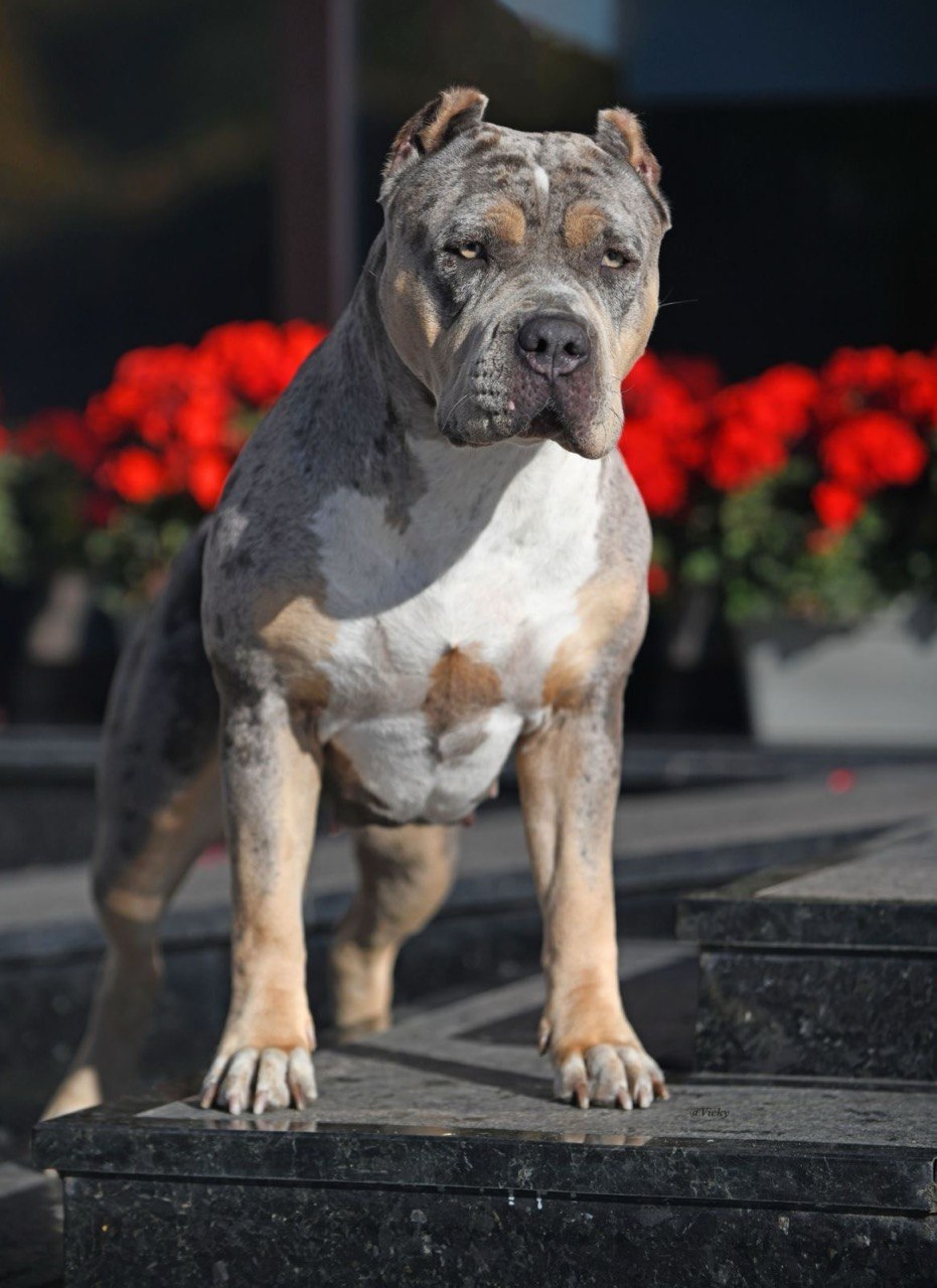 Dog Featured Image
