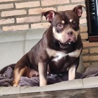 legendbullyz antwerp poppy