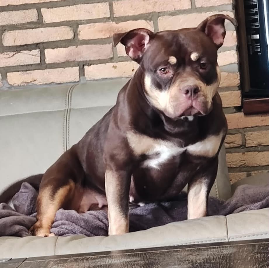 Dog Featured Image