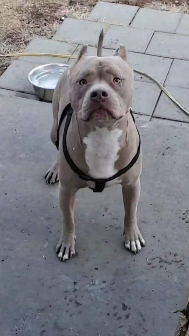 Dog Featured Image