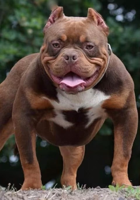 Dog Featured Image