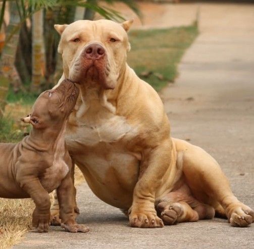 Dog Featured Image