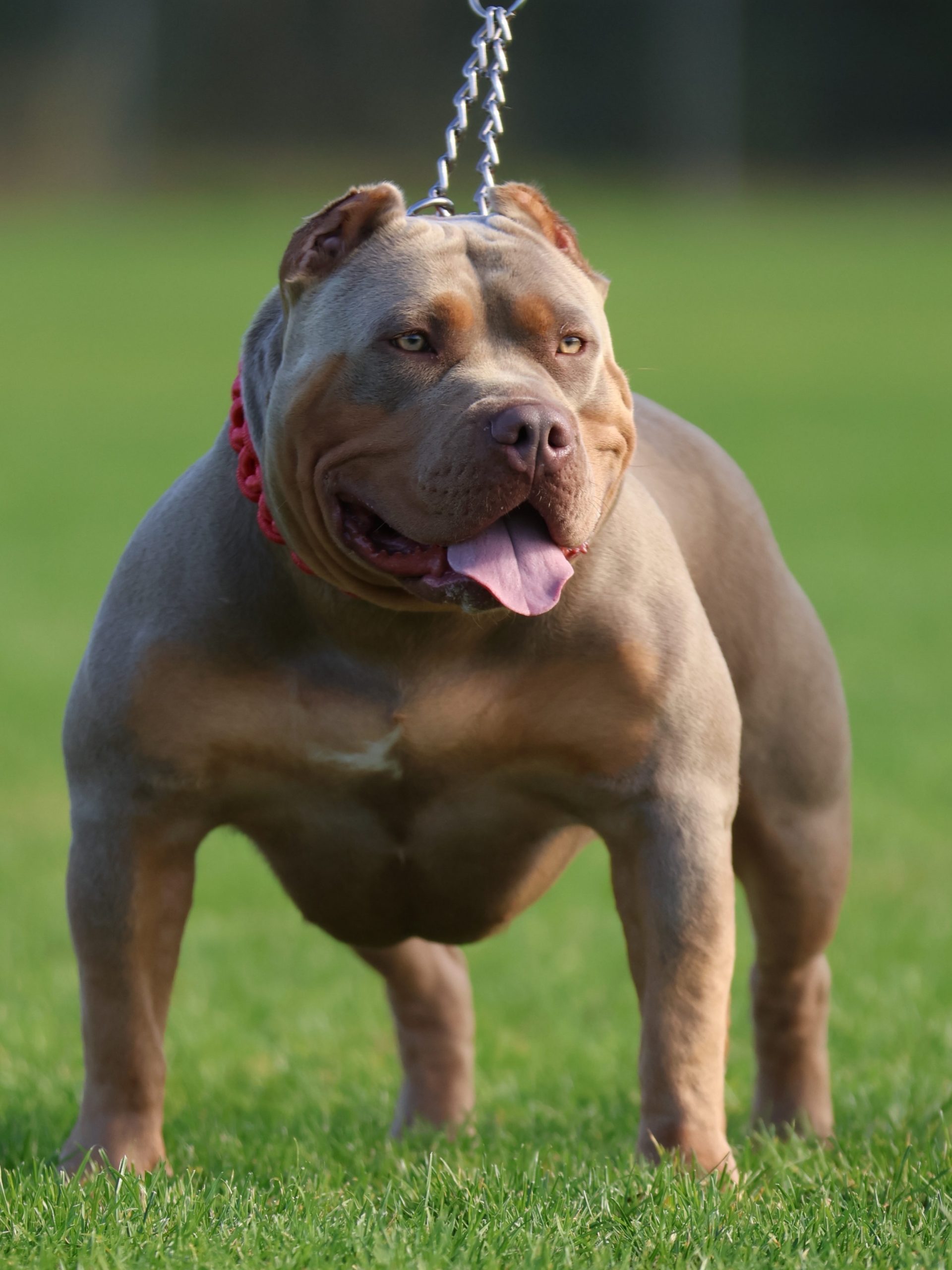 Dog Featured Image